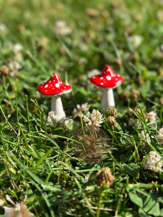 Mushroom Plant/Garden Pals