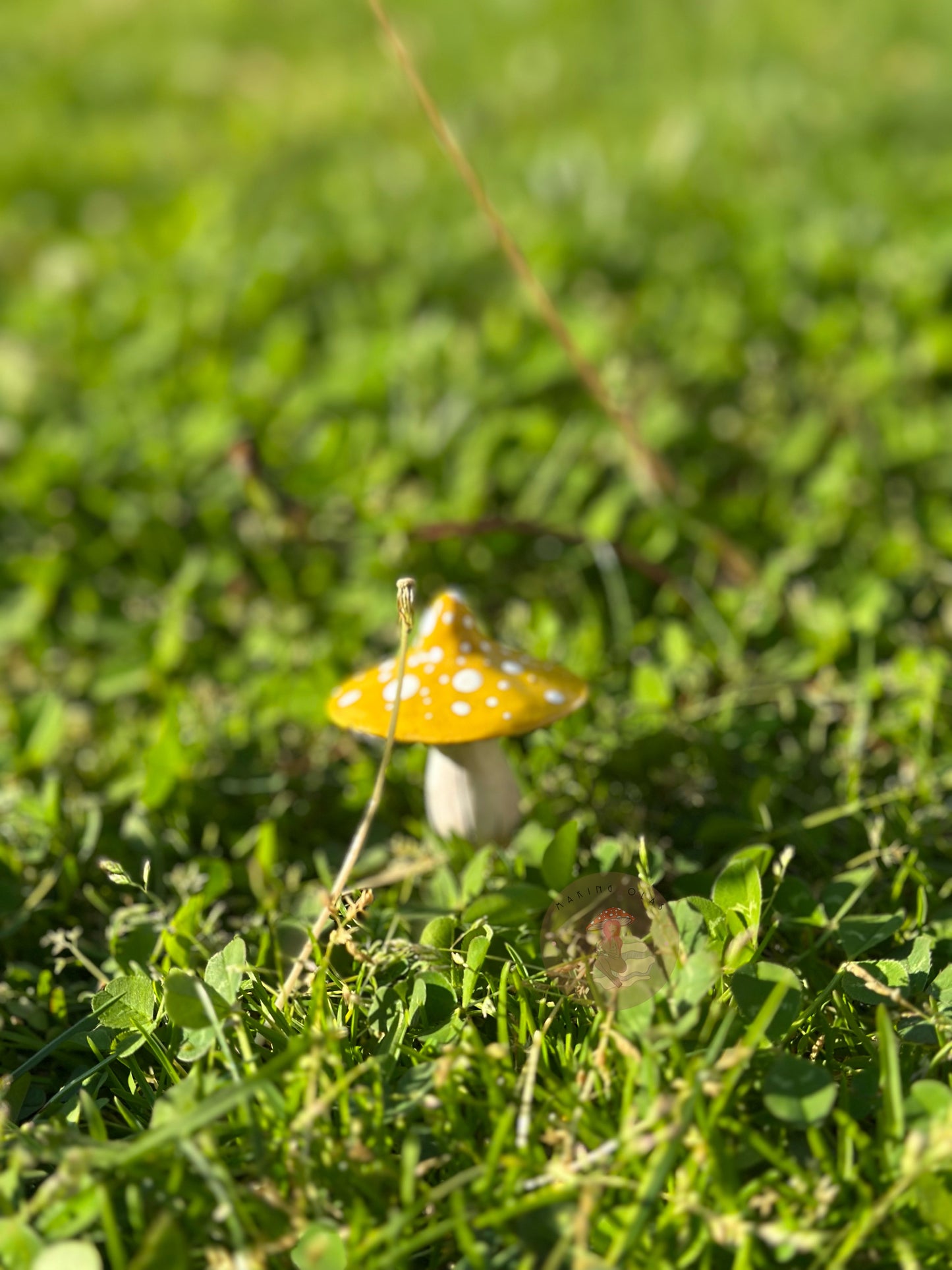 Mushroom Plant/Garden Pals